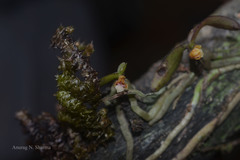 Smithsonia straminea